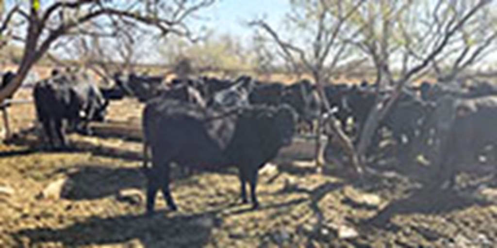 51 Brangus Bred Heifers w/ 8+ Calves... Central TX