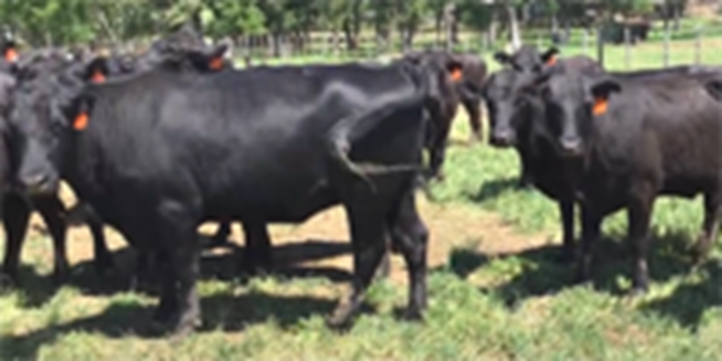 38 Angus & Angus Plus 2nd-Calf Cows... North TX