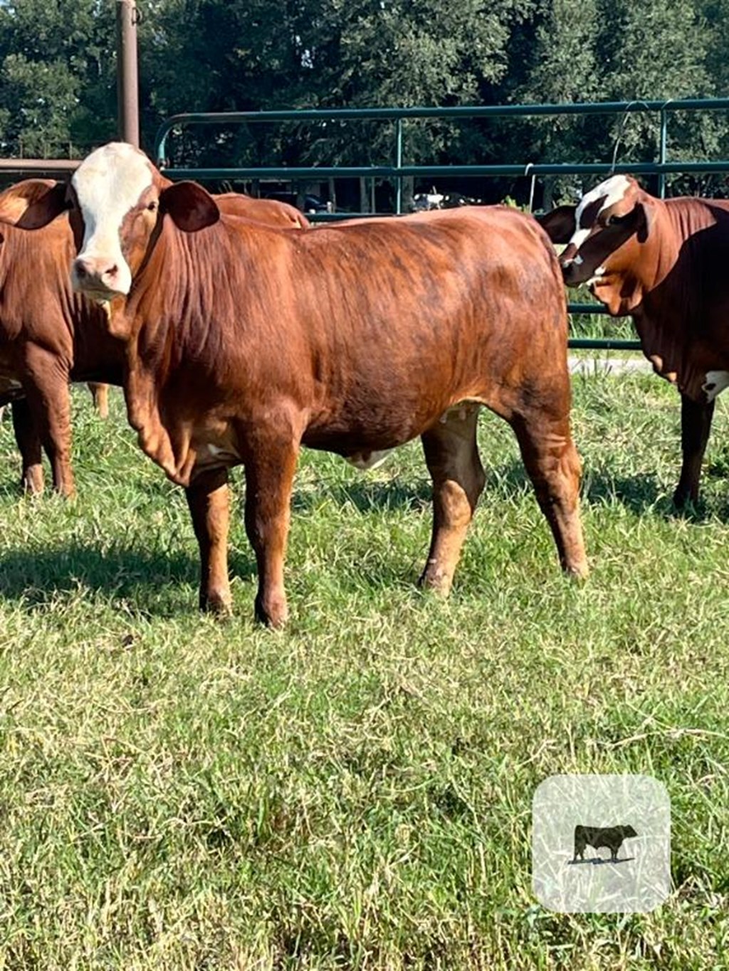 Cattle Range Listing Photo