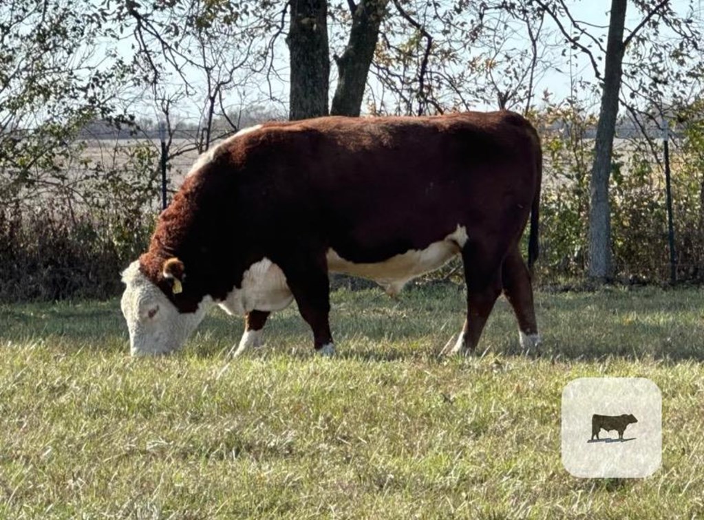 Cattle Range Listing Photo