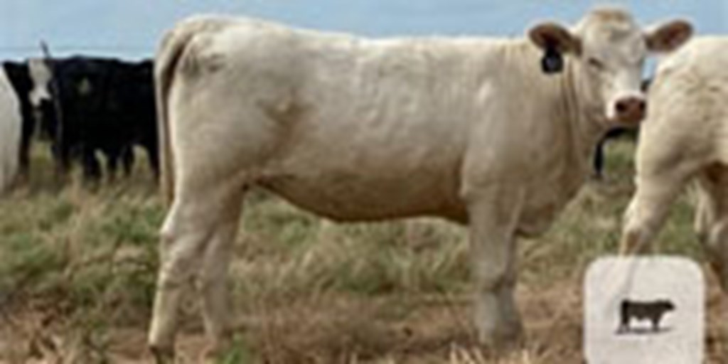 16 Charolais Rep. Heifers... N. Central TX
