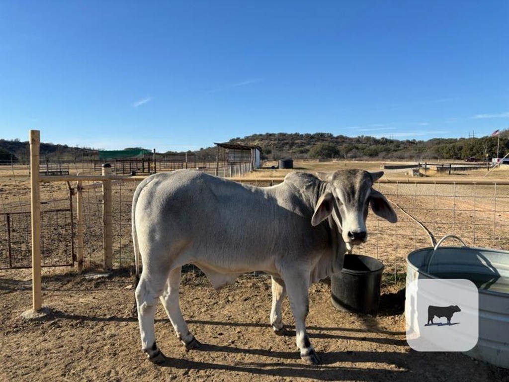 Cattle Range Listing Photo