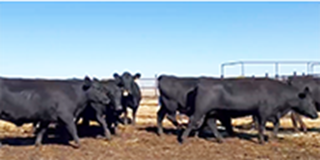 65 Angus Bred Heifers... TX Panhandle