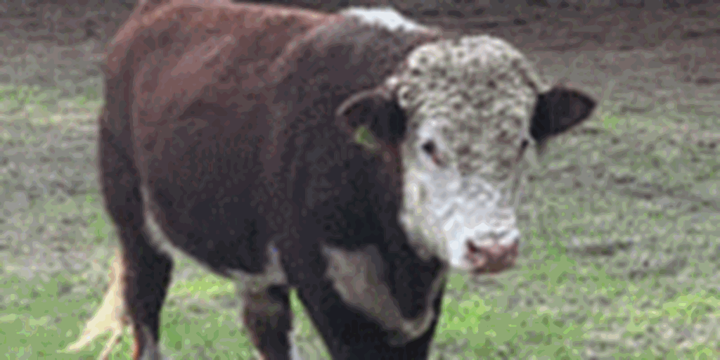 3 Reg. Hereford Bulls... Southwest AR