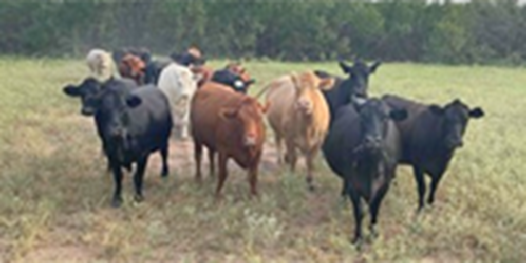 120 Angus, Red Angus & Charolais Cross Cows... W. Central TX
