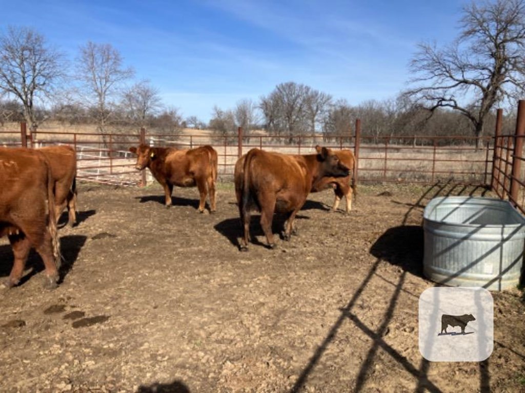 Cattle Range Listing Photo