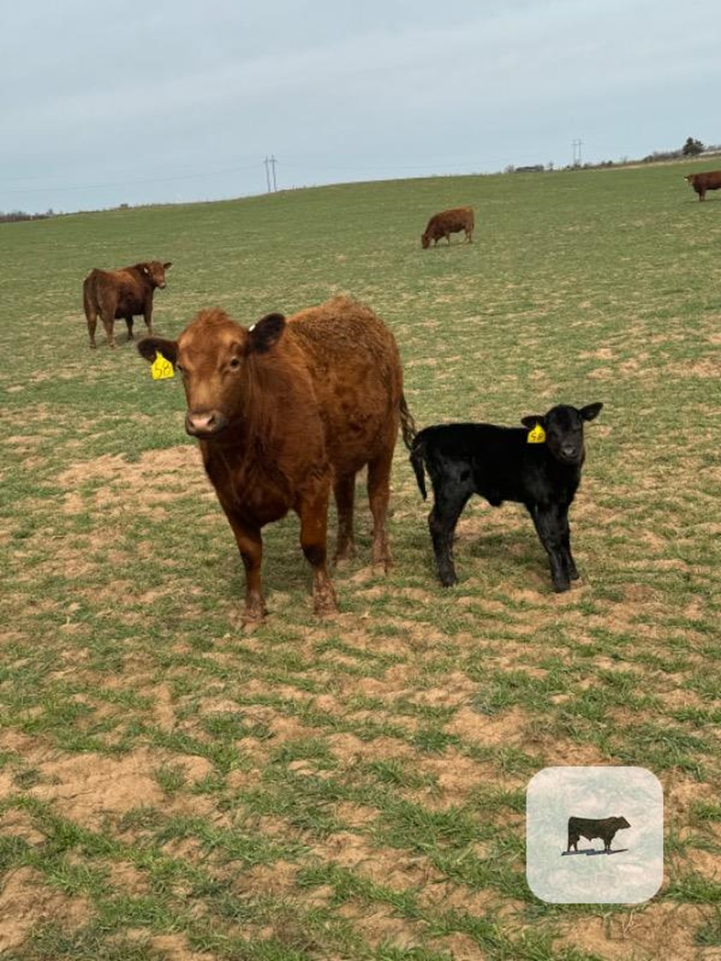 Cattle Range Listing Photo