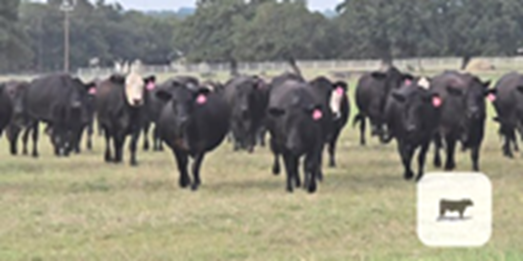 85 Angus & BWF Cows... North TX