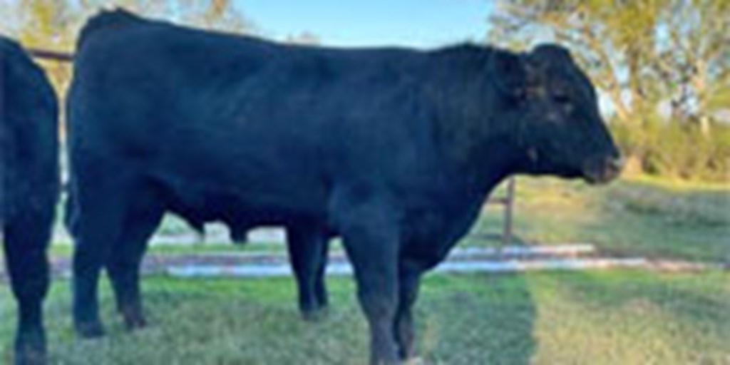 1 Reg. Angus Bull... Southwest LA