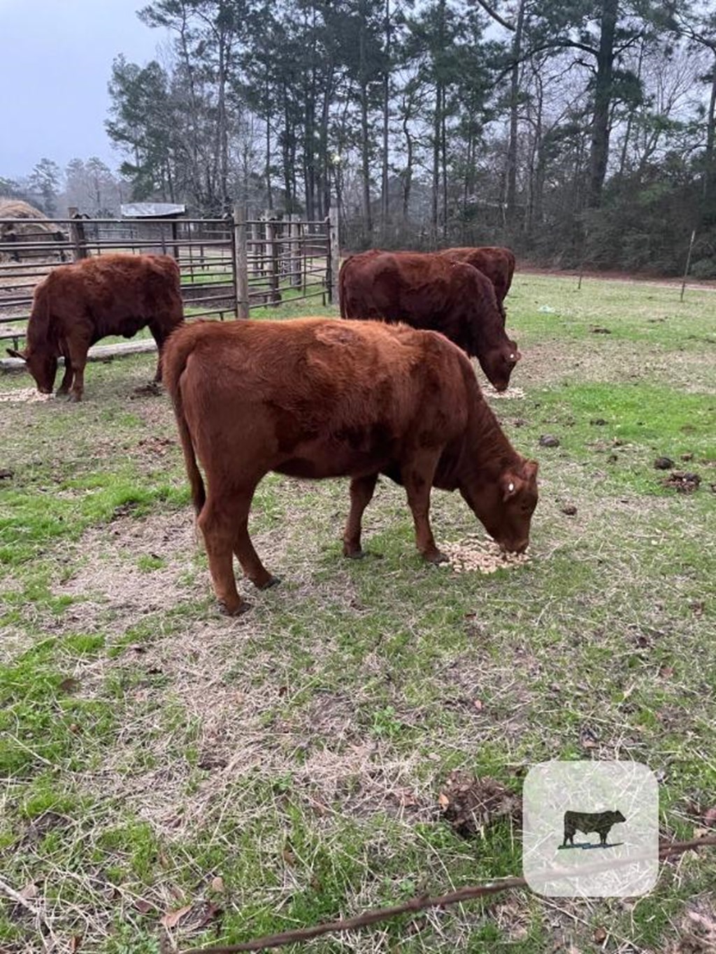 Cattle Range Listing Photo